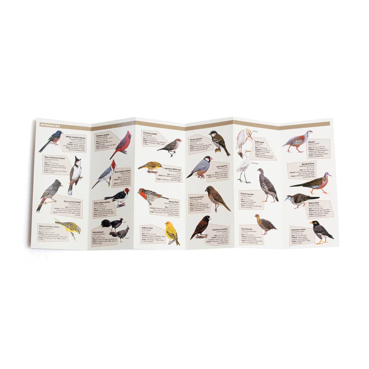 Common Birds of Hawaii Pocket Guide