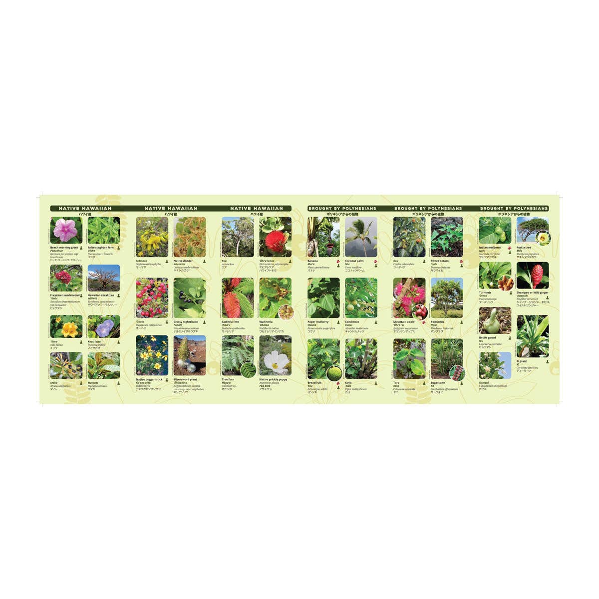 Plants of Hawaii Pocket Guide