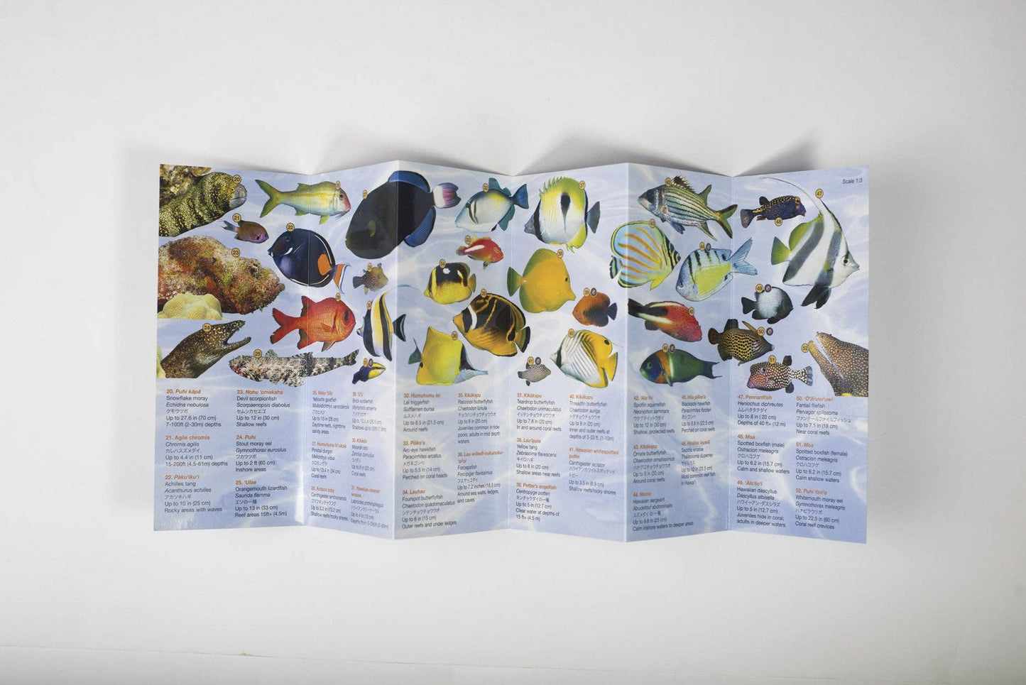 Fishes of Hawaii Pocket Guide
